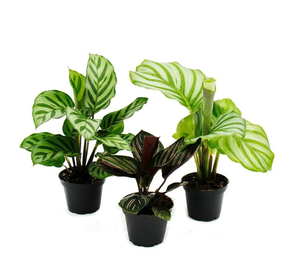 Exotenherz Zimmerpflanze Schattenpflanzen 3er Set Calathea 7cm Topf - Bild 2