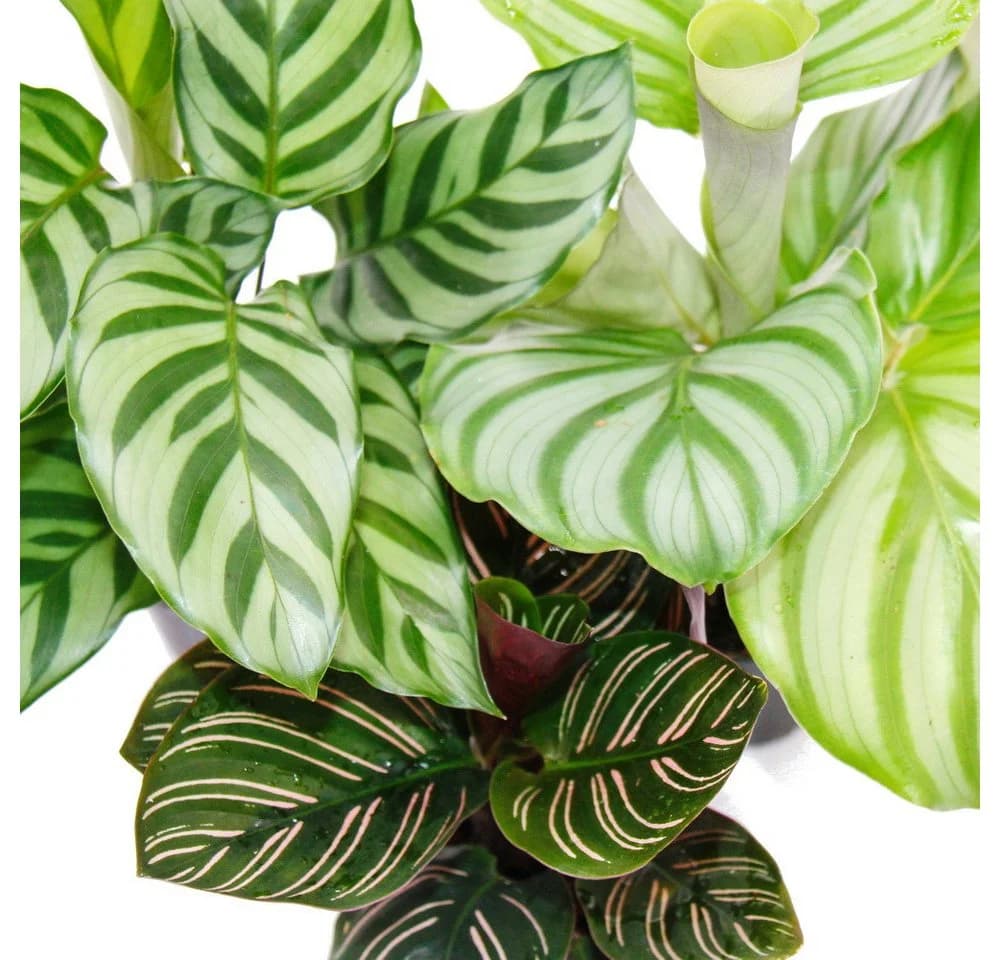 Exotenherz Zimmerpflanze Schattenpflanzen 3er Set Calathea 7cm Topf - Bild 3