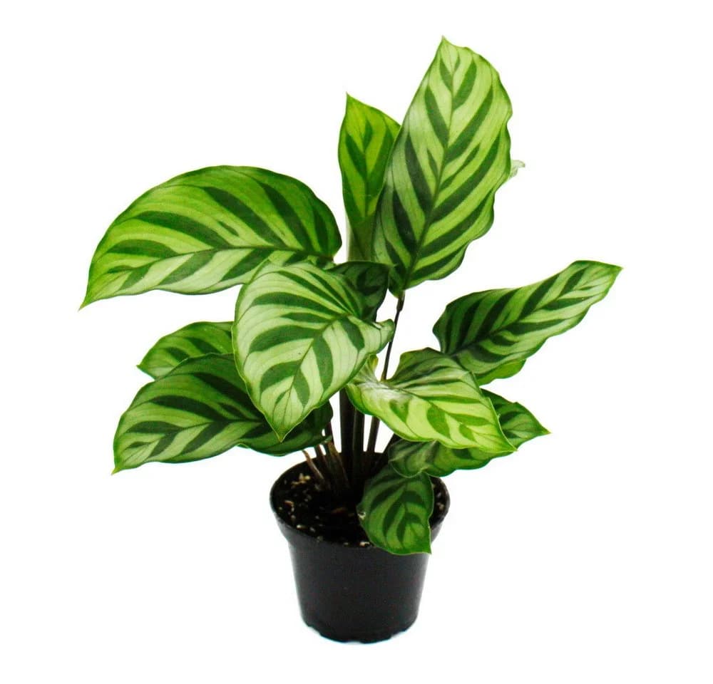 Exotenherz Zimmerpflanze Schattenpflanzen 3er Set Calathea 7cm Topf - Bild 4