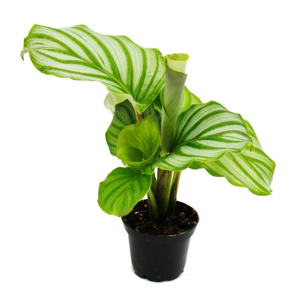 Exotenherz Zimmerpflanze Schattenpflanzen 3er Set Calathea 7cm Topf - Bild 5