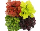 Exotenherz Heuchera-Mix Indian Summer 4 Pflanzen Bild 1