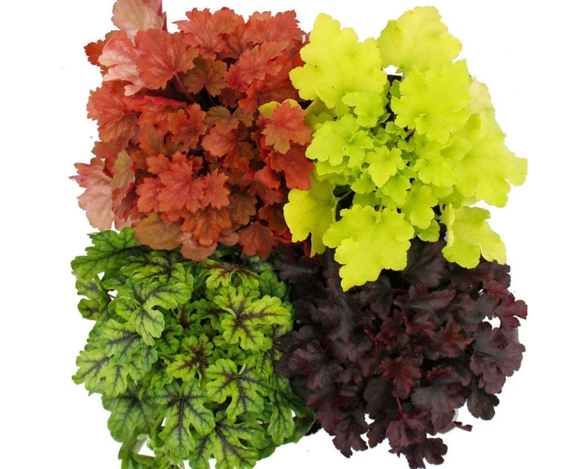 Exotenherz Heuchera-Mix Indian Summer 4 Pflanzen