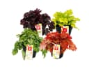 Exotenherz Heuchera-Mix Indian Summer 4 Pflanzen Bild 2