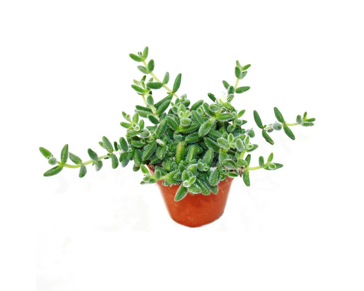Exotenherz Kaktus Saure Gurken Pflanze Delosperma echinatum 12cm Topf