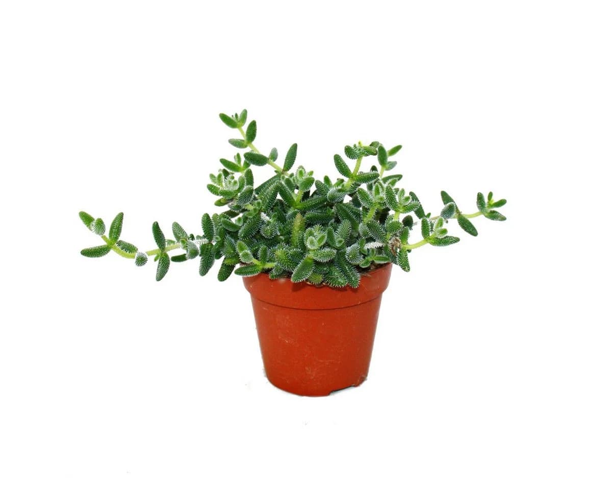 Exotenherz Kaktus Saure Gurken Pflanze Delosperma echinatum 12cm Topf - Bild 2
