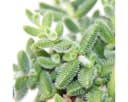 Exotenherz Kaktus Saure Gurken Pflanze Delosperma echinatum 12cm Topf Bild 3