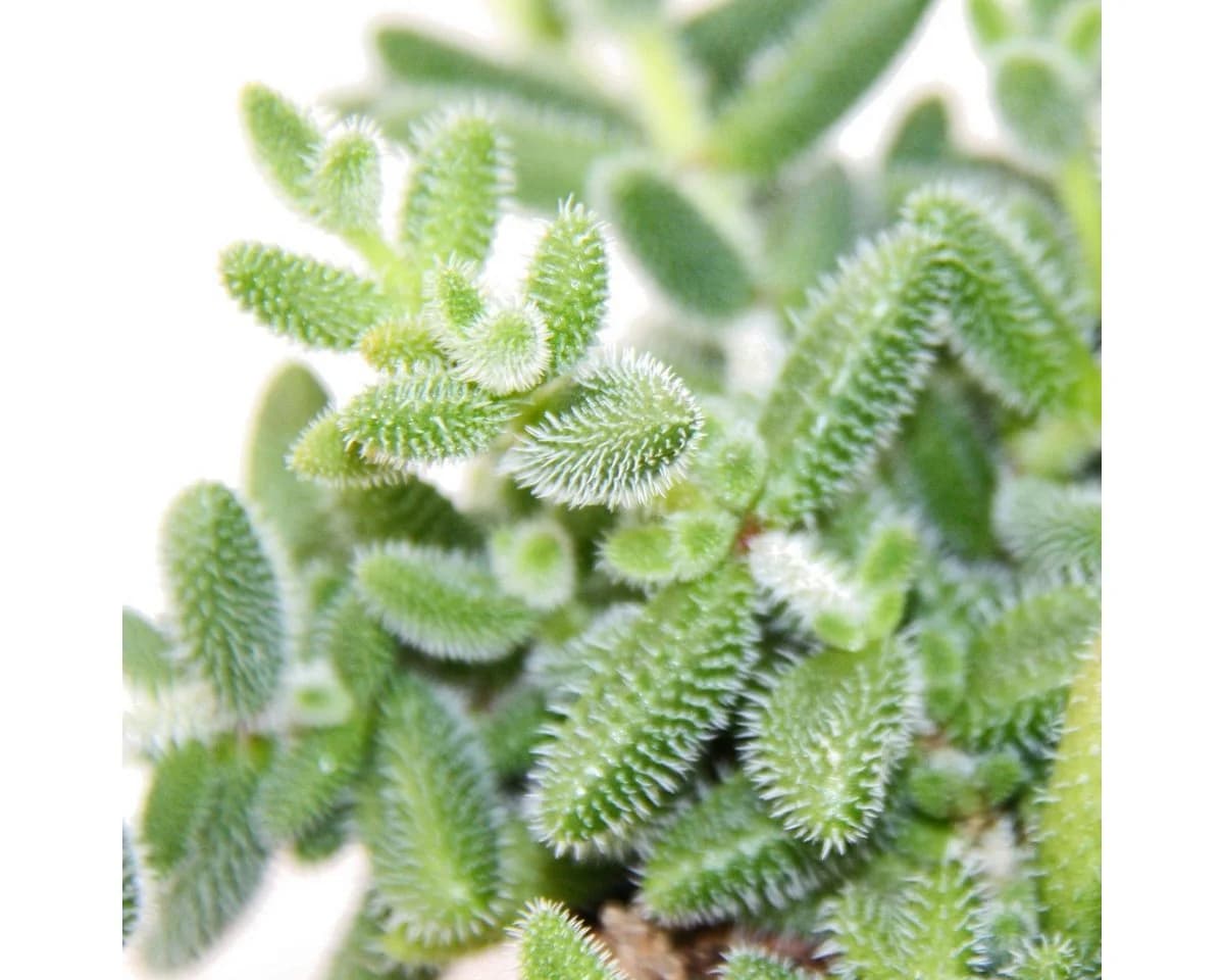 Exotenherz Kaktus Saure Gurken Pflanze Delosperma echinatum 12cm Topf - Bild 3