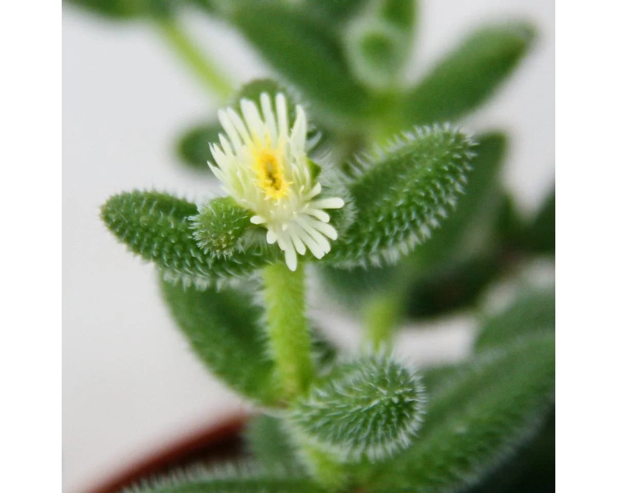 Exotenherz Kaktus Saure Gurken Pflanze Delosperma echinatum 12cm Topf - Bild 4