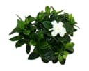Exotenherz Gardenie Duftende Blütenpflanze Creme-Weiß 12cm Topf Bild 1