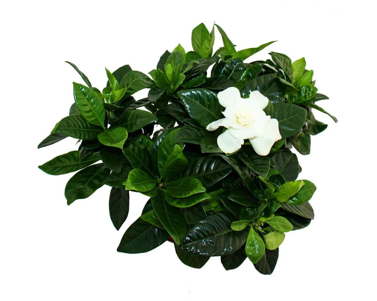 Exotenherz Gardenie Duftende Blütenpflanze Creme-Weiß 12cm Topf