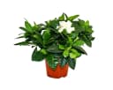 Exotenherz Gardenie Duftende Blütenpflanze Creme-Weiß 12cm Topf Bild 2