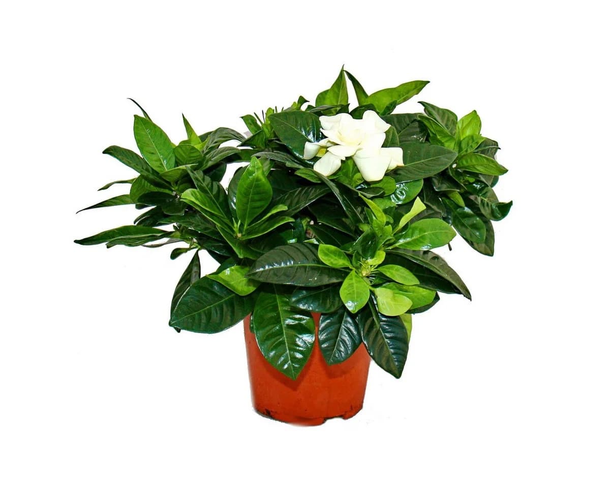 Exotenherz Gardenie Duftende Blütenpflanze Creme-Weiß 12cm Topf - Bild 2