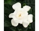 Exotenherz Gardenie Duftende Blütenpflanze Creme-Weiß 12cm Topf Bild 3