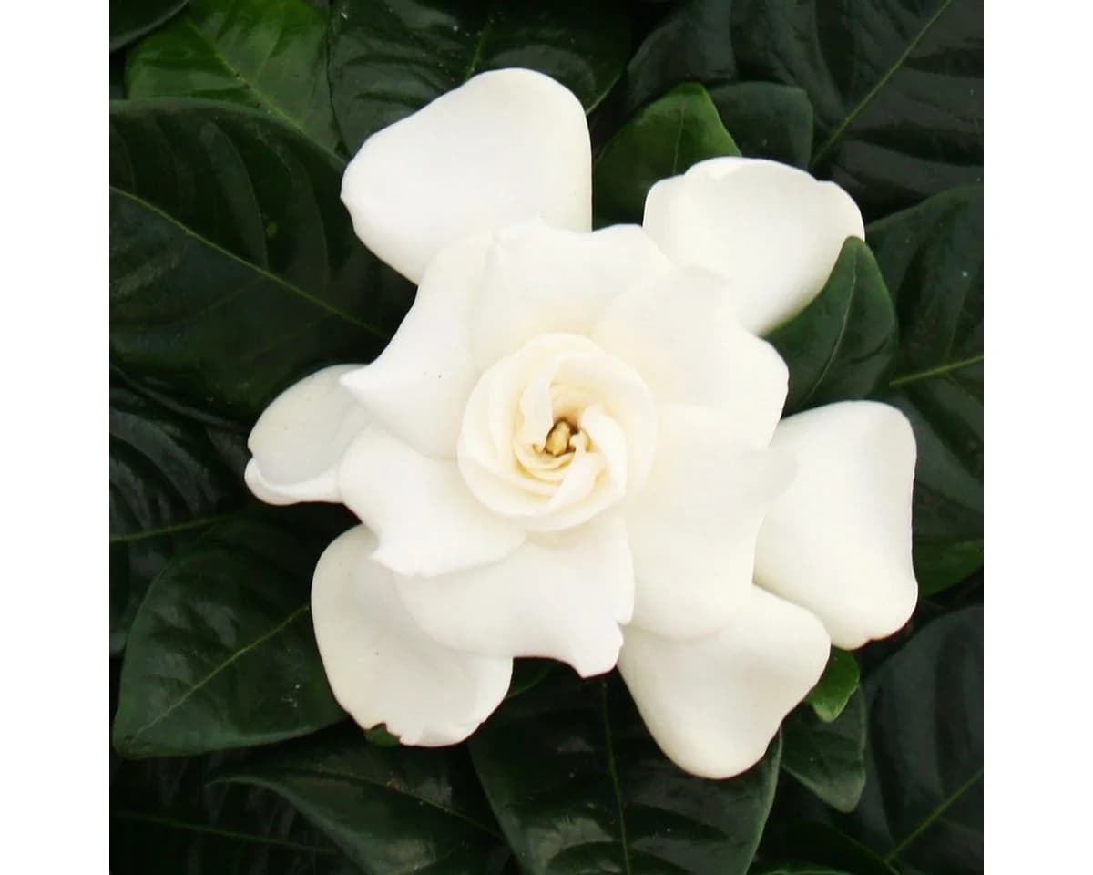 Exotenherz Gardenie Duftende Blütenpflanze Creme-Weiß 12cm Topf - Bild 3
