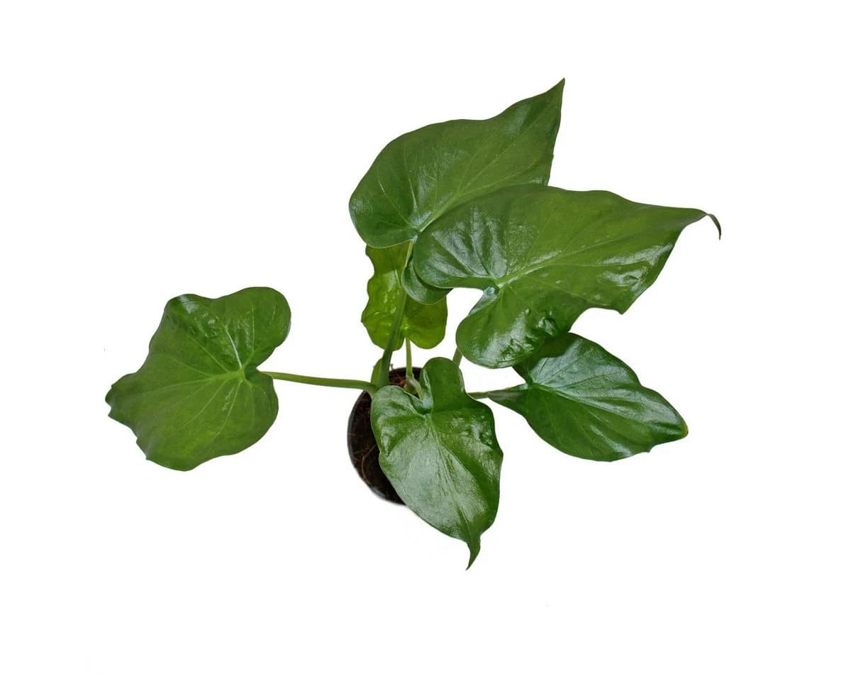 Exotenherz Zimmerpflanze Alocasia cucullata 12cm - Elefantenohr