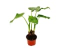 Exotenherz Zimmerpflanze Alocasia cucullata 12cm - Elefantenohr Bild 2