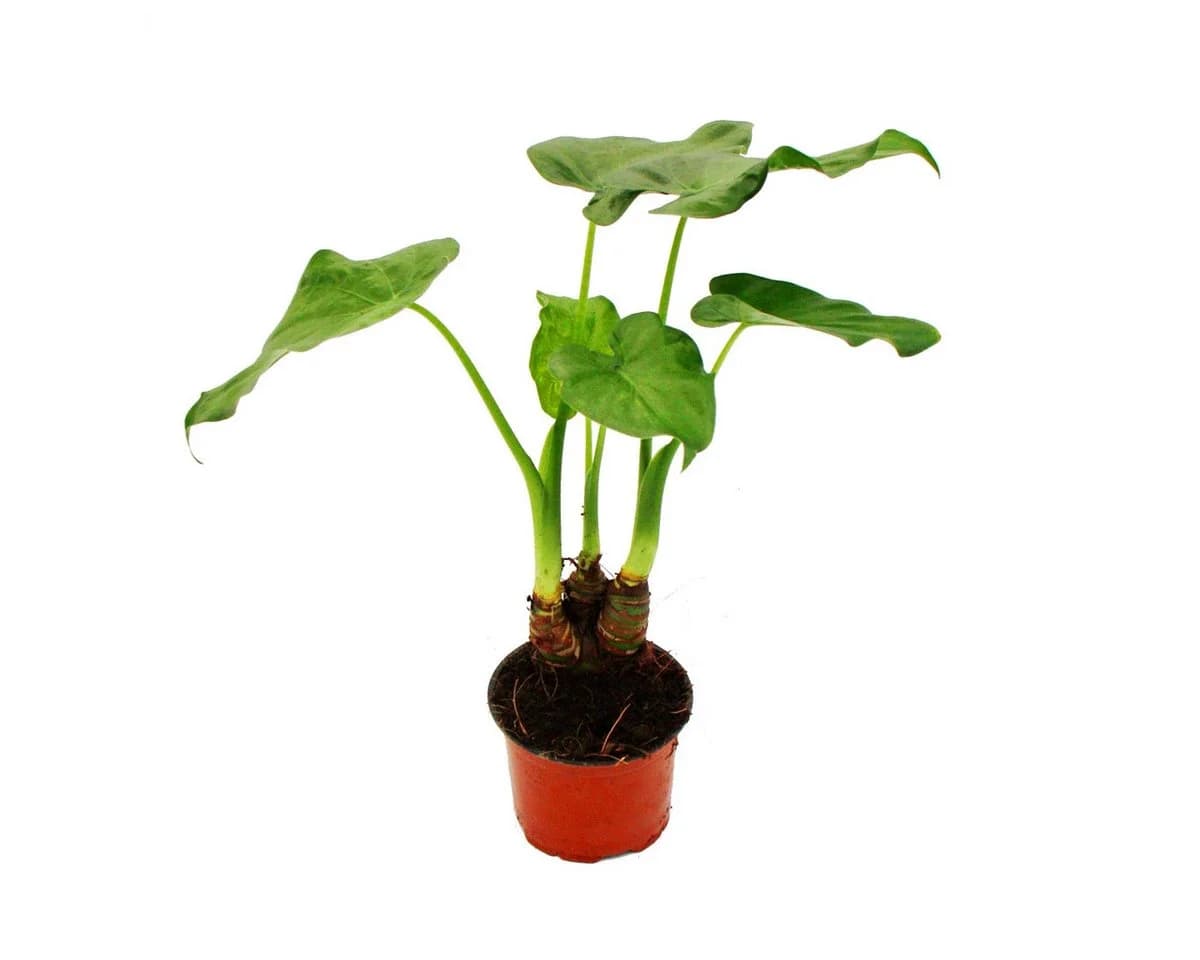 Exotenherz Zimmerpflanze Alocasia cucullata 12cm - Elefantenohr - Bild 2