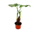Exotenherz Zimmerpflanze Alocasia cucullata 12cm - Elefantenohr Bild 3