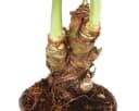 Exotenherz Zimmerpflanze Alocasia cucullata 12cm - Elefantenohr Bild 4