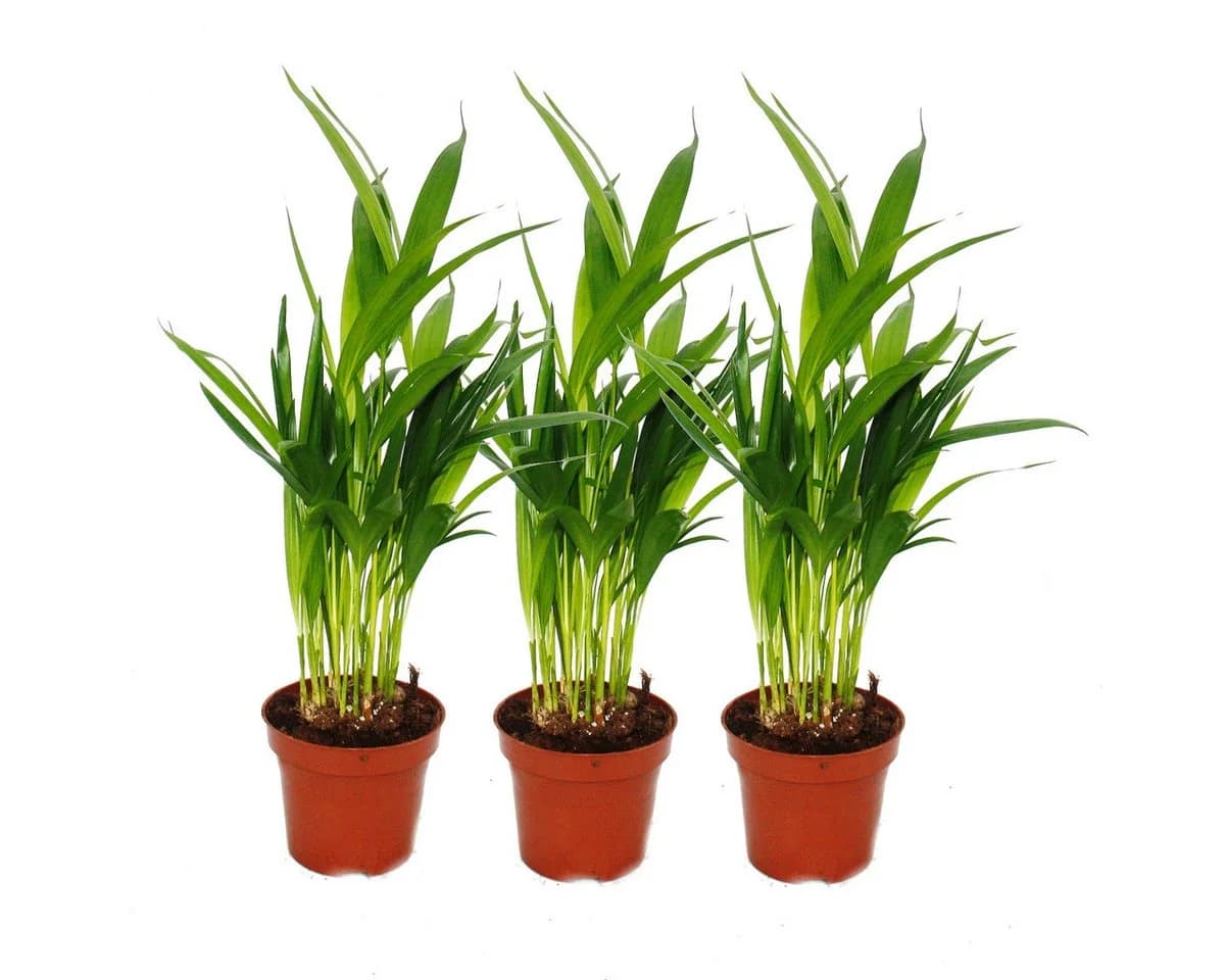 Exotenherz Goldfruchtpalme 3er Set Dypsis lutescens Grün