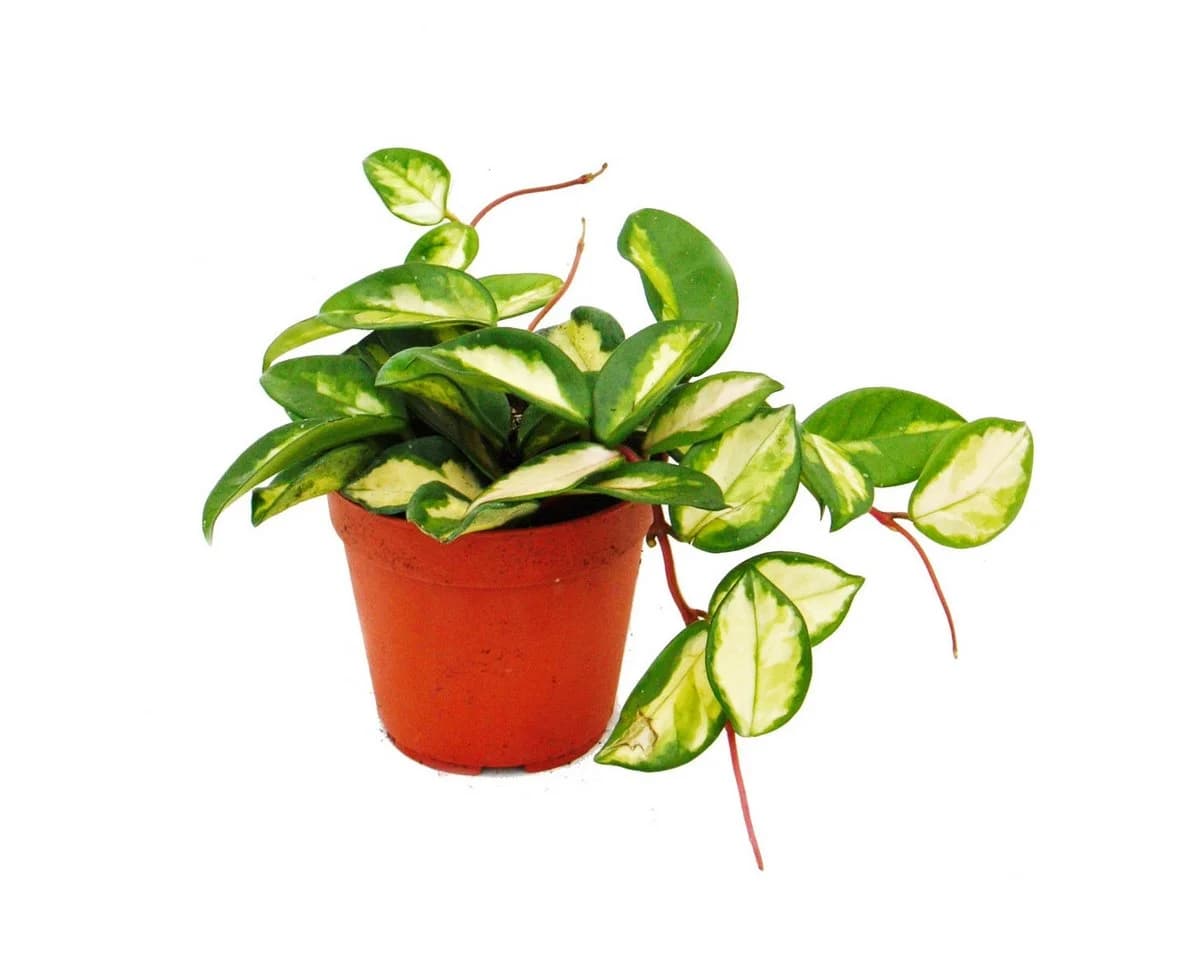 Exotenherz Hoya carnosa tricolor Porzellanblume Wachsblume 12cm