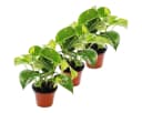 Exotenherz Zimmerpflanze 3er Set Efeutute Scindapsus 12cm Topf Bild 2