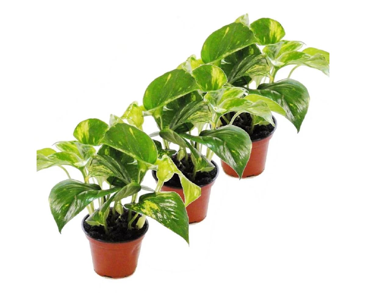 Exotenherz Zimmerpflanze 3er Set Efeutute Scindapsus 12cm Topf - Bild 2