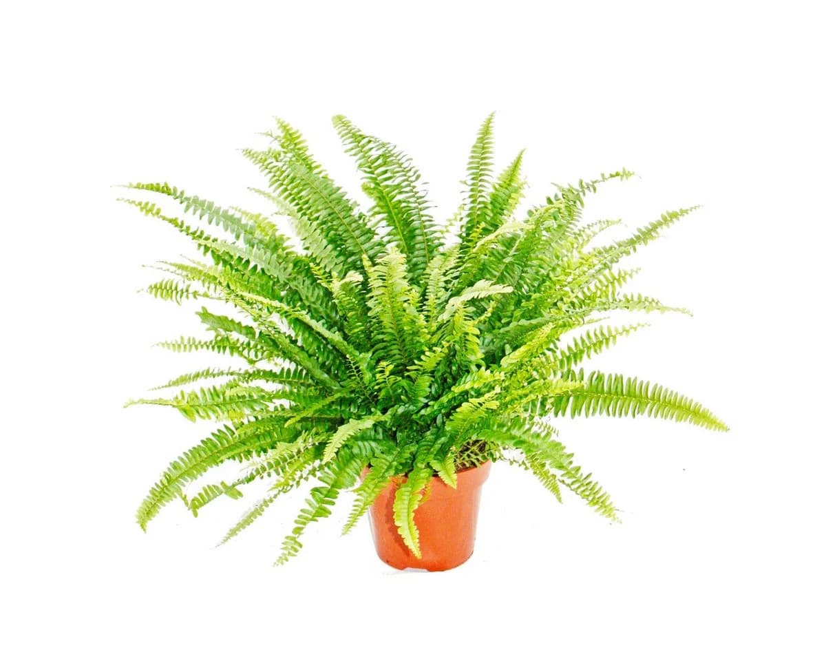 Exotenherz Zimmerpflanze Nephrolepis Schwertfarn 17cm Topf