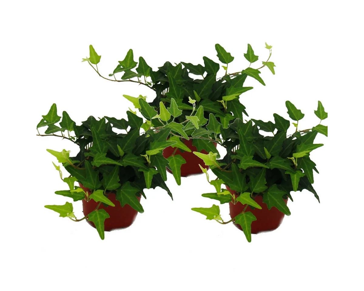 Exotenherz Zimmerpflanze 3er Set Hedera Helix Grünlaubig 9cm Topf