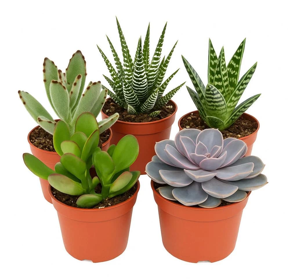 Exotenherz Sukkulenten-Mix 5 Pflanzen Set 8,5cm Topf