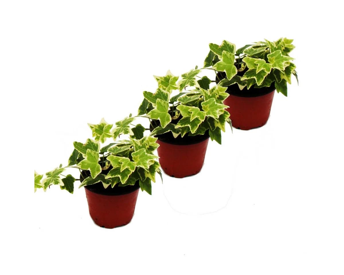 Exotenherz Zimmerpflanze Hedera Helix 3er Set weißbuntes Laub 9cm Topf