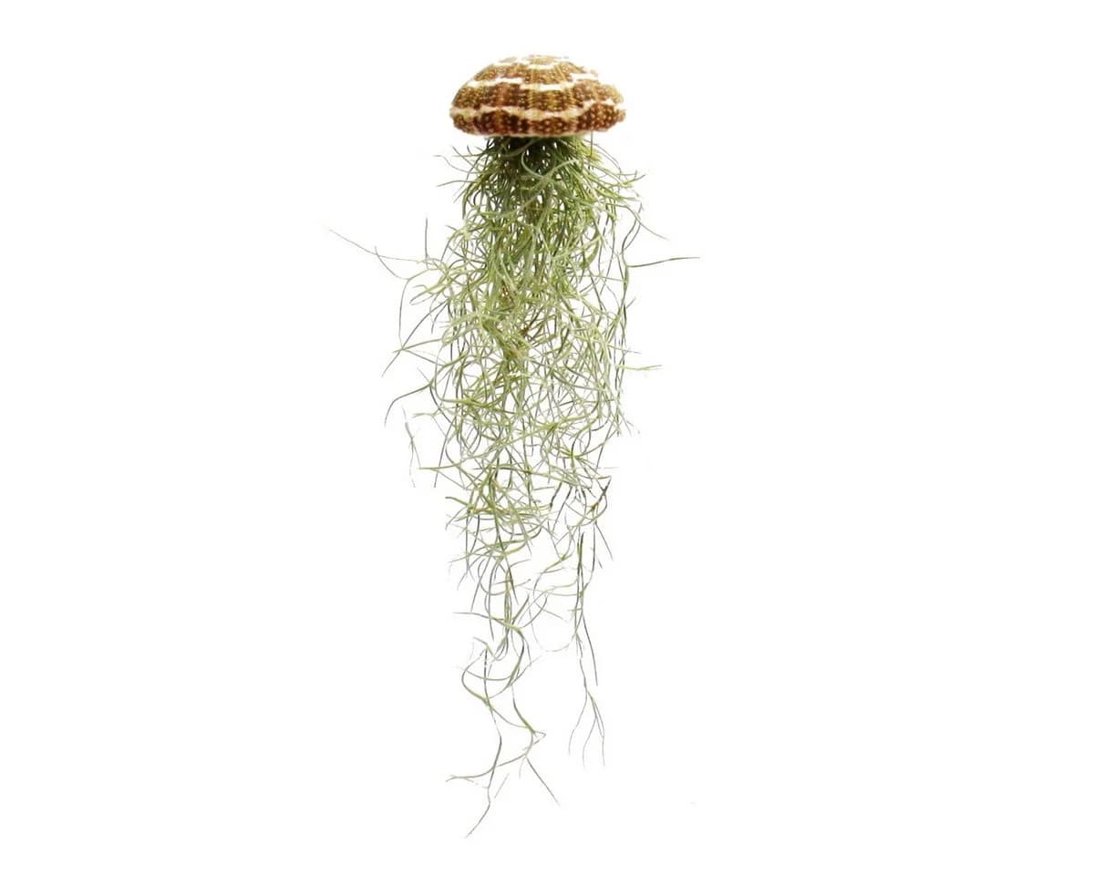 Exotenherz Zimmerpflanze Tillandsie Arrangement Tillandsia usneoides