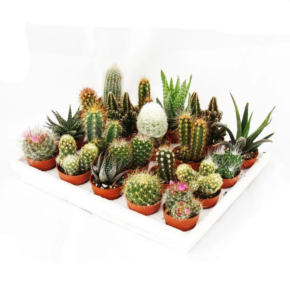 Exotenherz Mini-Kakteen und Sukkulenten Set mit 20 Pflanzen - Bild 2