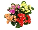 none Bild 1