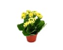 none Bild 3