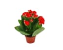 none Bild 4