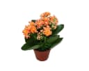 none Bild 5