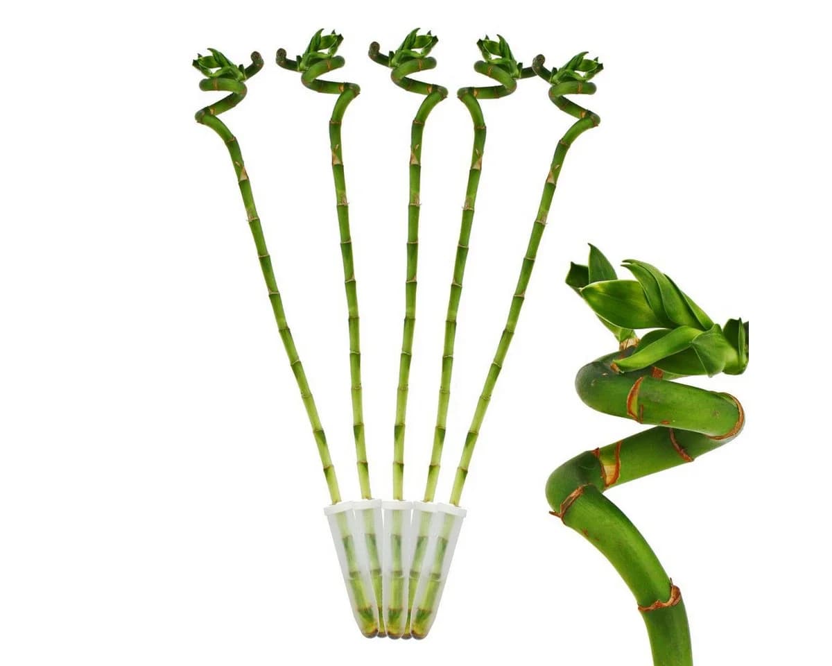 Exotenherz Zimmerpflanze 5er Set Glücksbambus Lucky Bamboo spiralförmig 40 cm