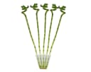 Exotenherz Zimmerpflanze 5er Set Glücksbambus Lucky Bamboo spiralförmig 40 cm Bild 2