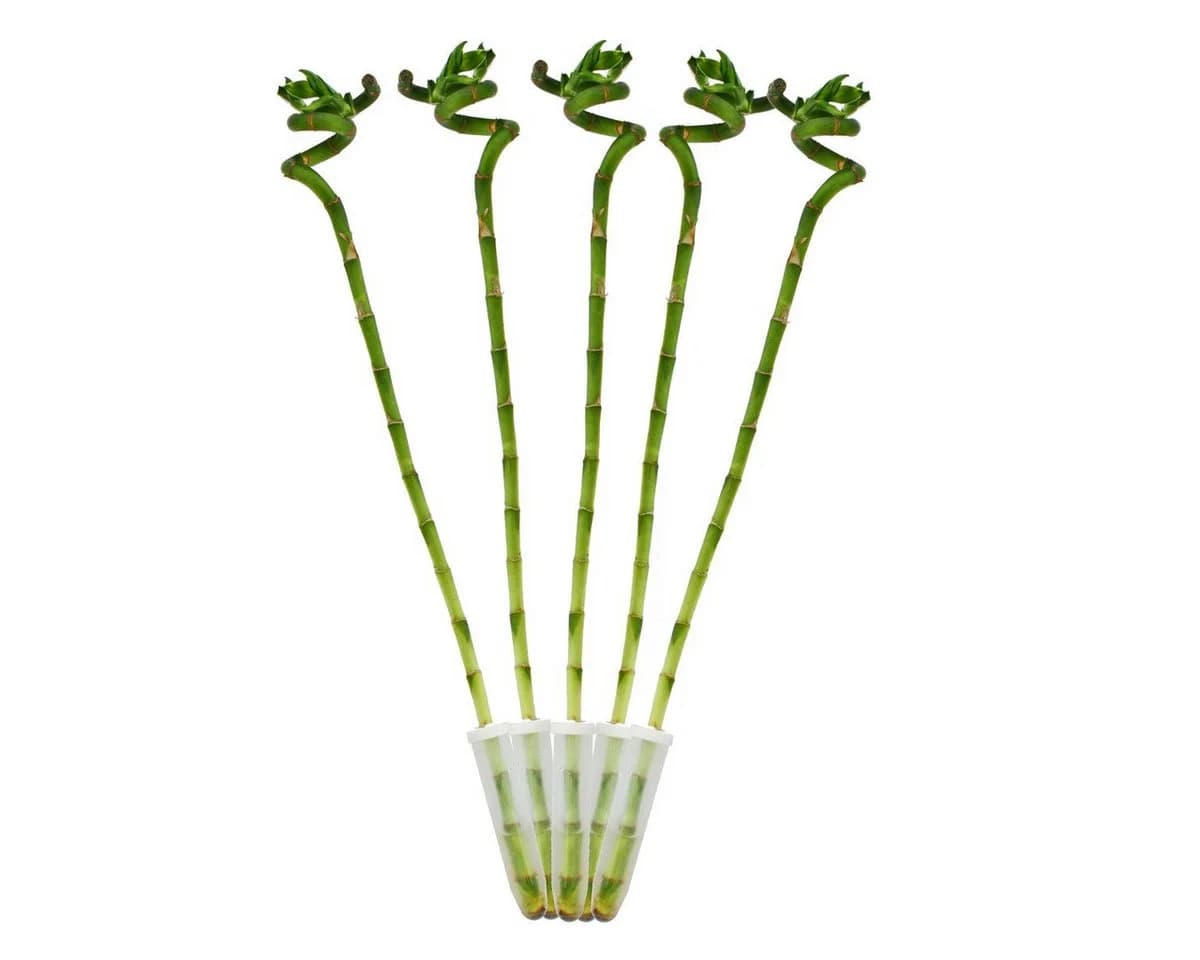 Exotenherz Zimmerpflanze 5er Set Glücksbambus Lucky Bamboo spiralförmig 40 cm - Bild 2