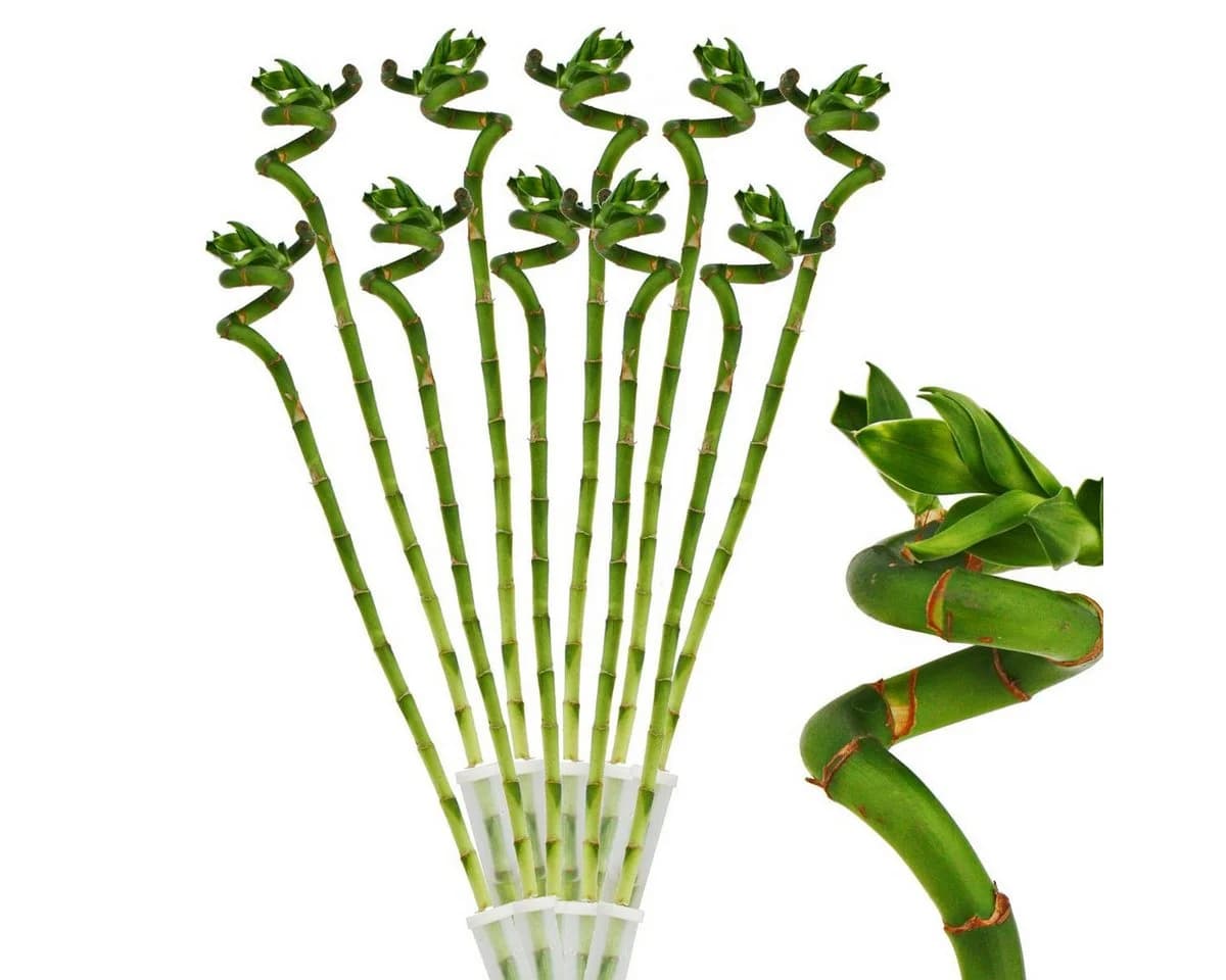 Exotenherz 10er Set Glücksbambus 'Lucky Bamboo' spiralförmig 40cm