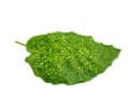 Exotenherz Zimmerpflanze Calathea musaica Network 14cm Topf Bild 1