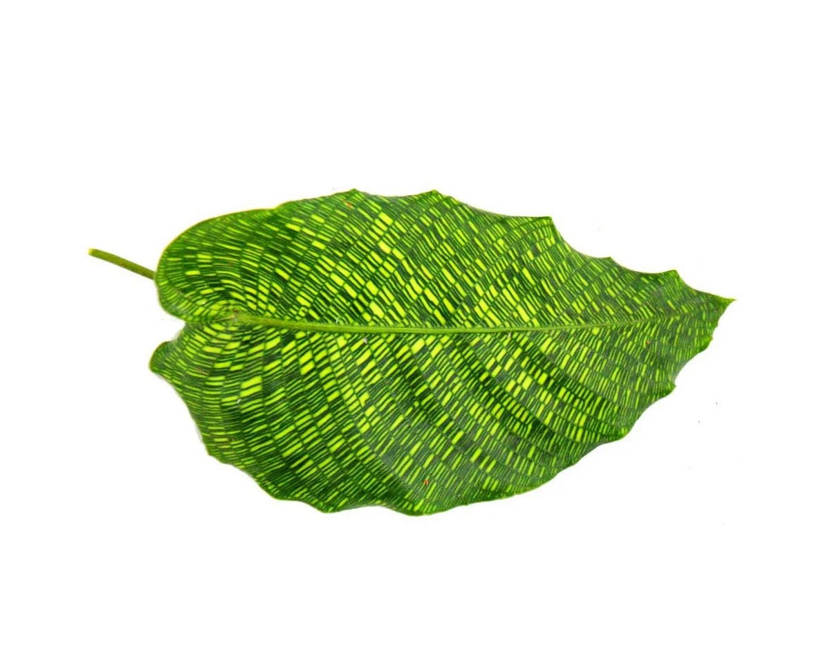 Exotenherz Zimmerpflanze Calathea musaica Network 14cm Topf