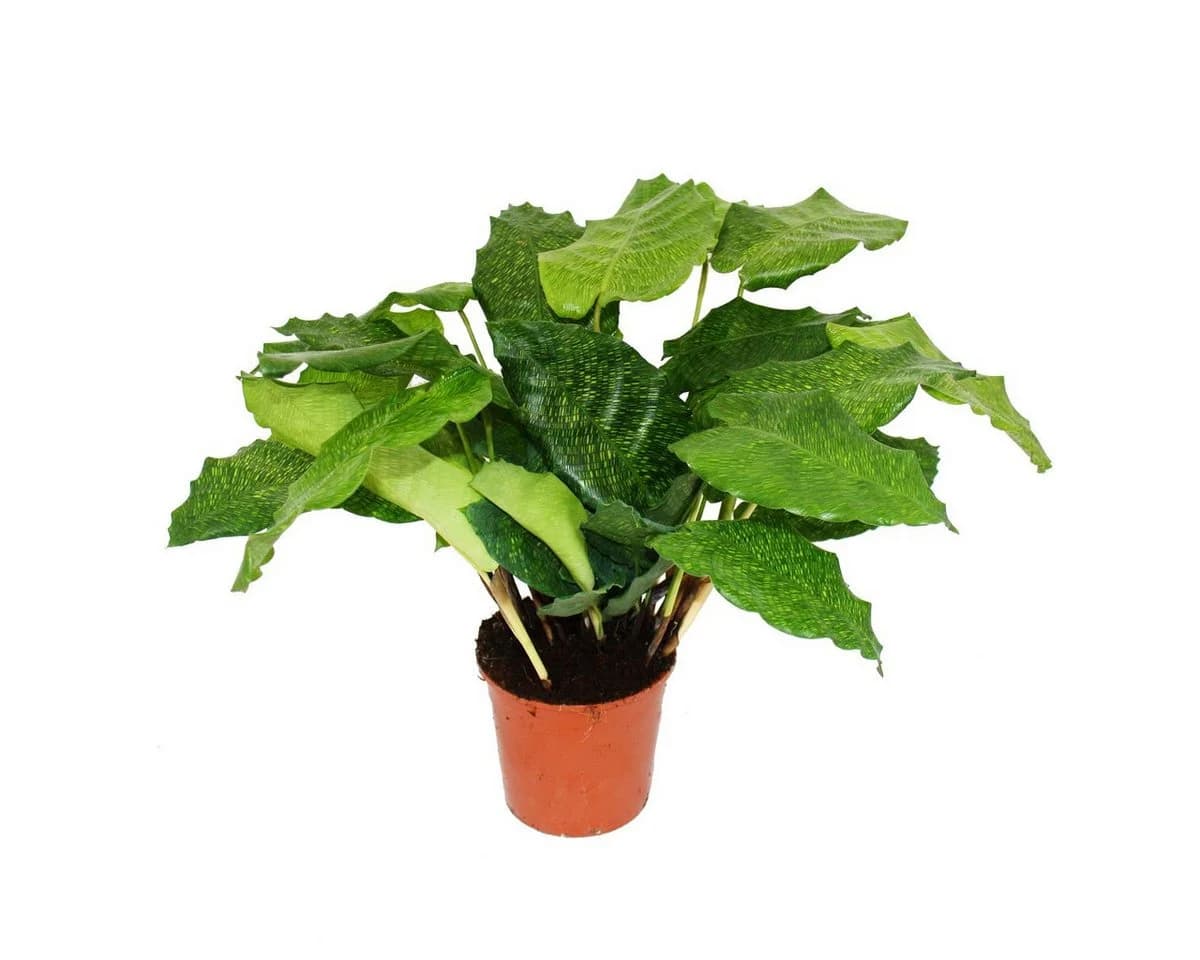 Exotenherz Zimmerpflanze Calathea musaica Network 14cm Topf - Bild 2
