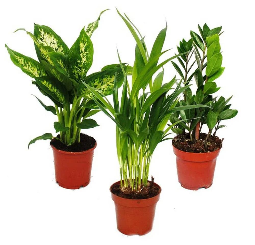 Exotenherz Zimmerpflanzen-Set 3er Grün Luftreinigend 12-14cm Topf