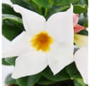 Exotenherz Dipladenia Chilenischer Jasmin 3er Set Topfpflanze Bild 1