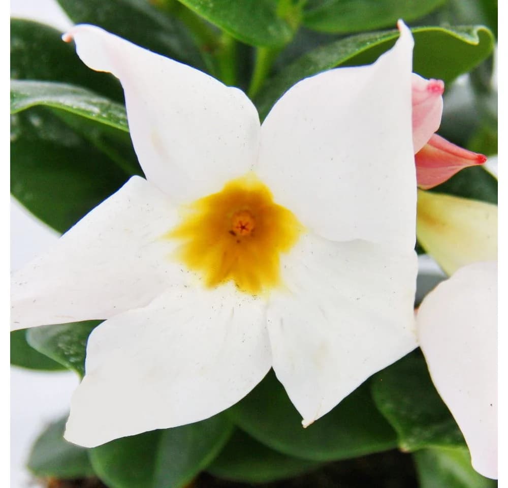 Exotenherz Dipladenia Chilenischer Jasmin 3er Set Topfpflanze