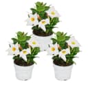 Exotenherz Dipladenia Chilenischer Jasmin 3er Set Topfpflanze Bild 2
