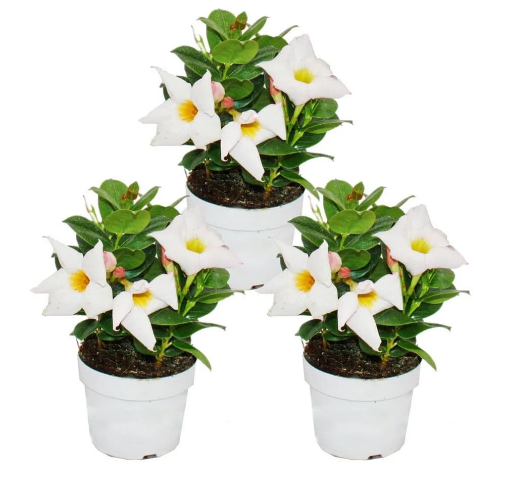 Exotenherz Dipladenia Chilenischer Jasmin 3er Set Topfpflanze - Bild 2
