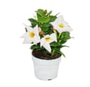 Exotenherz Dipladenia Chilenischer Jasmin 3er Set Topfpflanze Bild 3
